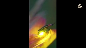 Fireflies shine when chemicals in their abdomen, luciferin and luciferase, combine in the presence of oxygen to create light (video) - ItemFix