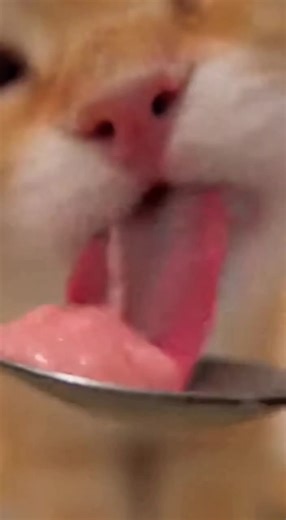 POV: You finally achieved the soft life you deserve. 🥂 ​No emails. No stress. Just snacks and screen time delivered by your personal assistant in a knit sweater. ​Send this to the person who owes you this specific level of treatment 👇 ​#softlife #mood #catsofinstagram #luxurylifestyle #manifesting