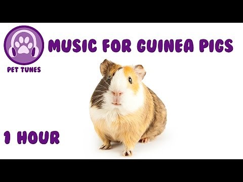 Music for Guinea Pigs - Relaxing Music for Guinea Pigs!
