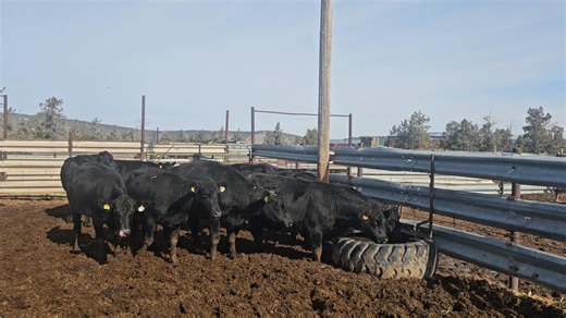 Thank you to the Mountian Meadow Ranch for this consignment of 9 nice bred cows. They are gentle, full mouth,bred to Black Angus bulls, and are 5-6 months bred. | Modoc Auction Yard