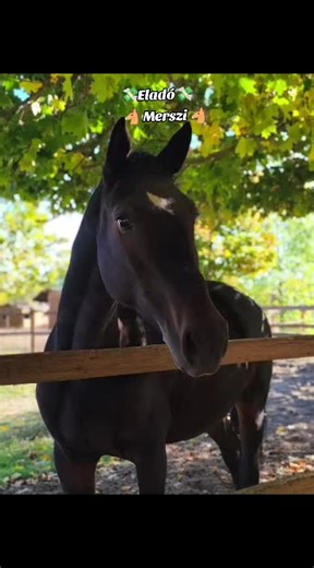 💸Eladó💸 Merszi 🐴