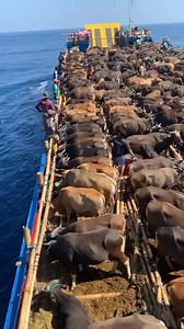 17K views · 212 reactions | Cattle carrier ship  | Merchant Navy | Facebook