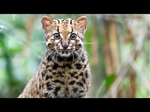 Marbled cat (Felis marmorata)
