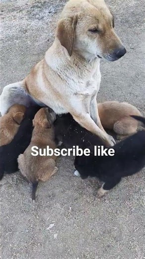 #dog #puppy #ihavethisthingwithplants #funnypets