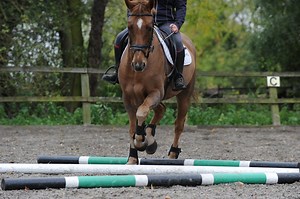 How to measure out trotting poles correctly