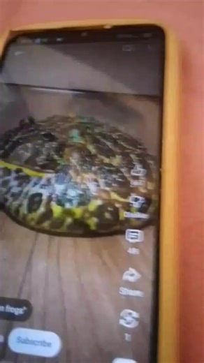 pacman frog