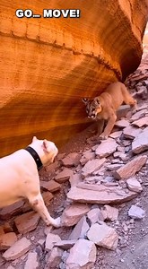 Dogo Argentino vs Mountain Lion in a Rock Slide Canyon 🐕⛰️ #dogoargentinousa #dogoargentinopower #everydaydogo | Everyday Dogo