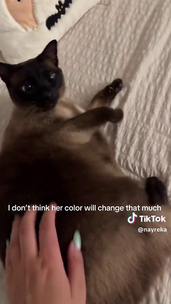 Parker got Darker 💕 #siamesecat #fyp #catsoftiktok