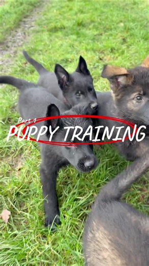 Puppies !? What you should and shouldn't do. How I do things and why Part 1.... #dogtraining #puppies #germanshepherd #dogwalk #nemosystem #prok9 #prok9services #fyp