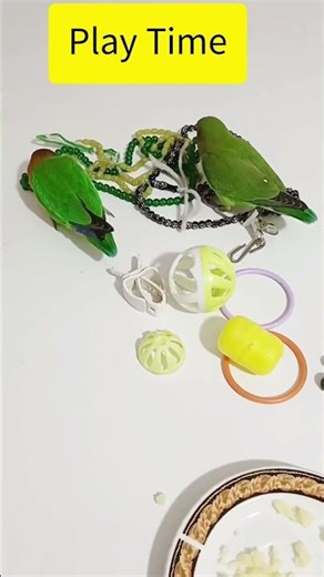 Mango & Pico Playtime Madness 🦜💛💚 | Tiny Birds, BIG Energy! 😂" #parrot #funnybird #fowlplay #chirpy