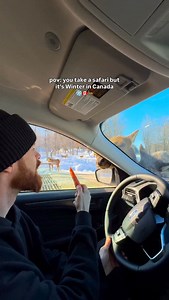 Welcome to Parc omega 🦌🐺 a wildlife sanctuary in Quebec that you can drive through with your vehicle to see and feed lots of different Canadian animals!! Have you ever been? | yakeandmarie