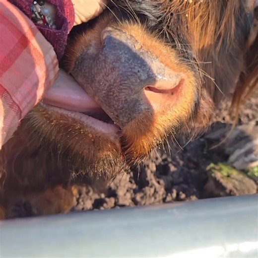 Coo kisses 💋 😘 | Steve n'Laura Duda