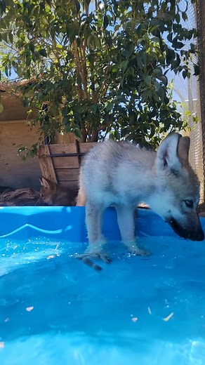 Pool playtime!! #wolf #greywolf #poolparty #animals #hotgirlsummer(1280) #trendingvideo #sound #fypシviralシ #usa #foryou | brittneyandzion Desy