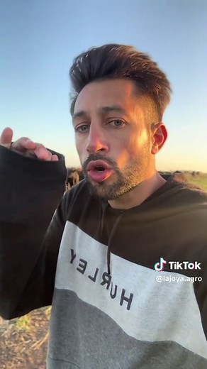 Understanding Aberdeen Angus Cattle Breed Characteristics