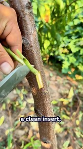 165K views · 73 reactions | Tree Grafting Technique That Brings New Life | Outdoor Revival | Facebook
