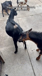 12K views · 71 reactions | Nigerian Dwarf Goat, Candy, Being Weird #nigeriandwarfgoats #goats #pets #farmlife | Kids On Kerth | Facebook