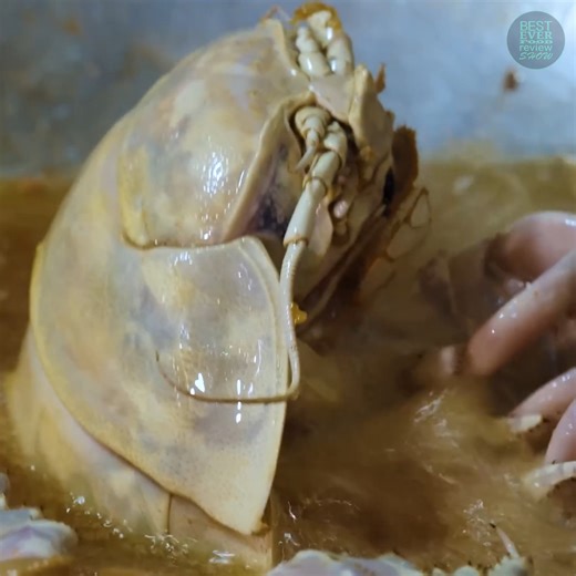 Giant Sea Cockroaches Are Taking Over Asia! 🪳 | Best Ever Food Review Show