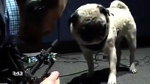 ¡A ganarse el pan!.. ¿O la croqueta? Así es cómo esté perro pug pone su granito de arena dentro del desarrollo de "Halo Infinite", aportando sonidos para el juego. ¿De que sonido se tratará? | Delta Halo