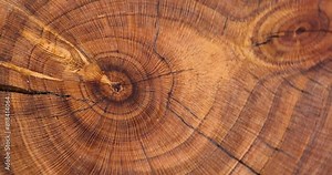a beautiful cut of a walnut tree processed for decoration and use, a cut of a walnut tree with annual rings
