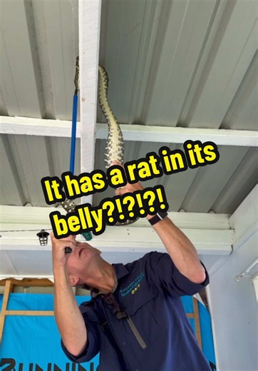 Coastal Carpet Python Handling and Feeding Tips