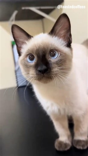 Part 1 | Siamese cat #cat #catshorts #catholic #siamese #cute
