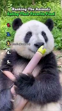 Ranking the Animals Eating Their Favorite Food