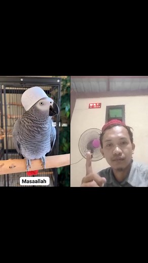 1.5M views · 90K reactions | Pakinggan po natin Sila mag basa Ng quran masaallah Ang galing Ng mga parot #hilightseveryonefollowers2025 #flowerseveryonehighlights #masaallahtabarakallah #hilights #public #asnoradapon | Asnor Adapon | Facebook