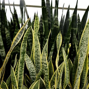 Snake Plants