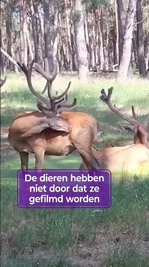 Zwijn, hert en wolf hangen rond bij waterpoelen op de Veluwe. #natuur #waterpoel #veluwe