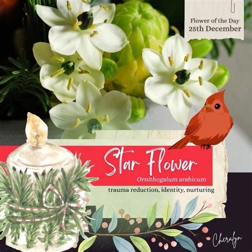 🌸 Flower of the Day - 25th December 🌸 Star Flower (Ornithogalum arabicum) The Language of Flowers: Trauma Reduction • Identity • Nurturing Today’s flower is the Star Flower, a quiet guardian of restoration and self-worth. It speaks to the careful tending of inner life, reminding us that healing is not rushed and identity is shaped through patience, attention and care. Where time is spent with intention, wholeness slowly returns. 🌍 Origin Star Flower is native to the Mediterranean region and p