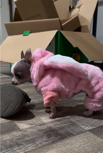 Toastie could do without the post-Christmas clutter, but she loves her pink bunny pajamas 💕🐰 #Toastie #hairless #chihuahua #puppy
