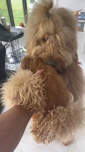 Big brother meets his little puppy sister! #goldendoodle #puppies #doodlepuppy #cutedogs | Brodie That Dood