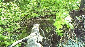 10K views · 146 reactions | More hunters are using game cameras to scout for the upcoming hunting season, but beware the game might onto you. | Montana Fish, Wildlife & Parks | Facebook