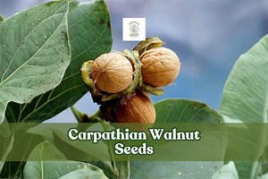 5 Carpathian Walnut Seeds: Juglans Regia, Hardy Nut Tree - Etsy