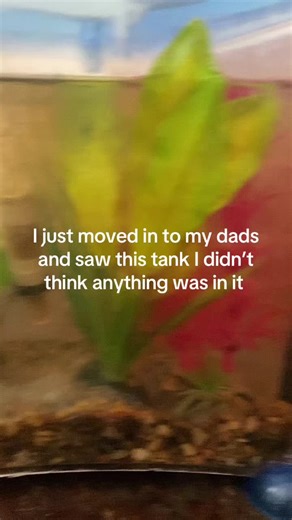 I’m going to order him a bigger tank and some things I know he needs . I’ve never took care of a fish before so any help is greatly appreciated please give any advise that you have . I want to give this baby a good life #betafish #neglected #fyp #foryoupage #pleasehelp