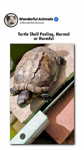 Turtle Shell Peeling, Normal or Harmful | Wonderful Animals | Facebook
