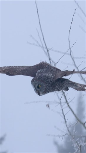 Ken Anderson | Wildlife Photographer & Guide | A Great Grey Owl hunting naturally, using incredible hearing to pinpoint a vole under deep snow and diving feet first through the crust to... | Instagram