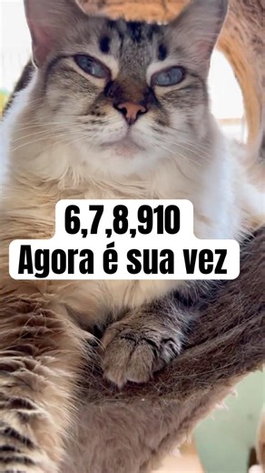 Funny cats (67) #cat #gateiraporamor #gatos #minecraft #roblox #cutecat #kitten #shortscat #cutecat