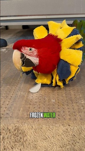 Parrot enrichment doesn’t have to be complicated or expensive to work.