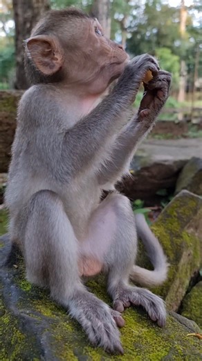 How sweet baby monkey eating🥰🤩 | Monkey Care