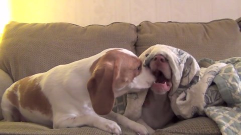 Puppy Wakes Grumpy Dog With Morning Kisses