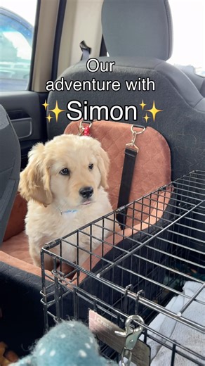 ✨Come with us on an adventure! #minigolden #puppy #goldenretreiver #familydog #specialdogs #dogmom