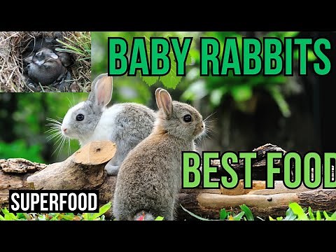 Feeding Baby Rabbits - A Comprehensive Guide