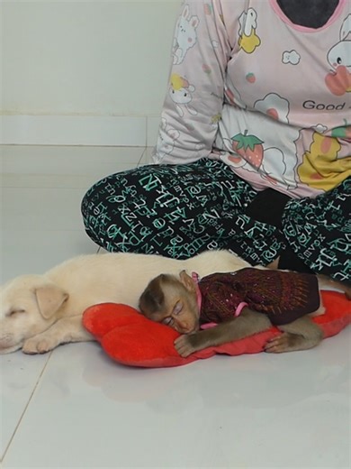 Super Cute Baby Monkey Bom's Family | Mr Bon