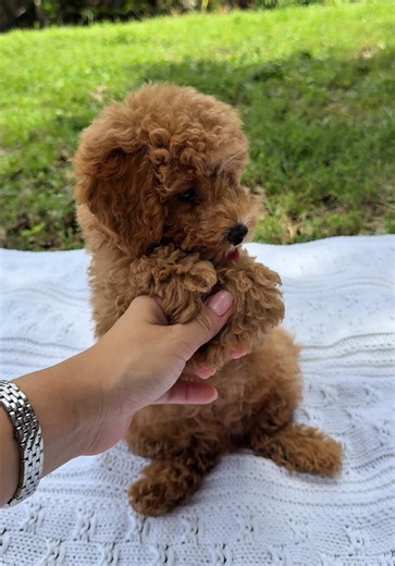 Why Dogs Are So Much Like Humans