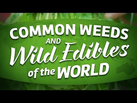 Common Weeds And Wild Edibles Of The World (full movie about foraging)