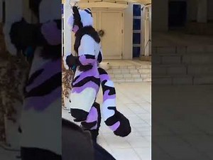 Duke Doberman JMOF 2018 Stream