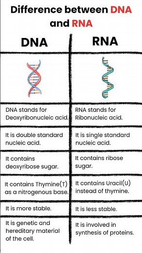 Difference between DNA and RNA #shorts #dna #rna #science