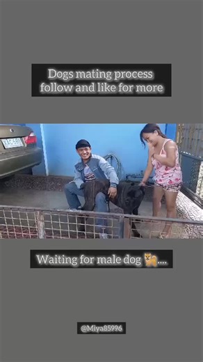 Safe and Responsible Dog Breeding Process at Home