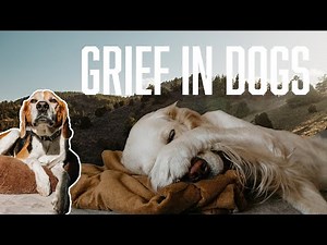 How My Dog Grieved the Loss of My Other Dog // talking about grief in dogs
